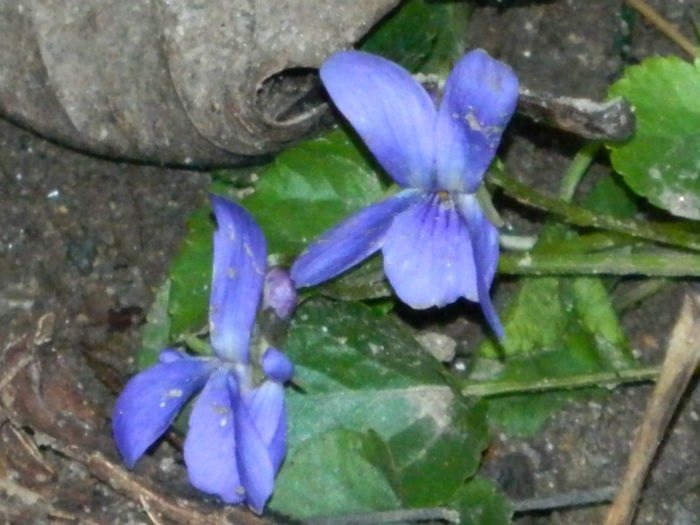 DSCN5721