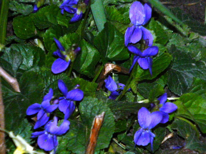 DSCN5723