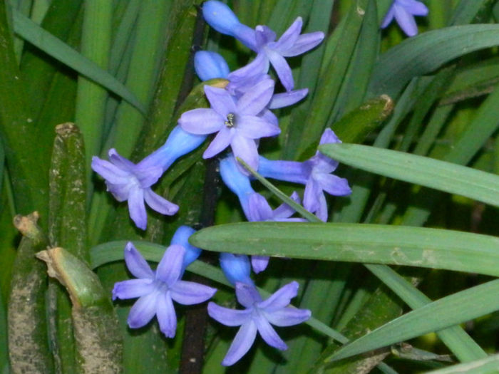 DSCN5727