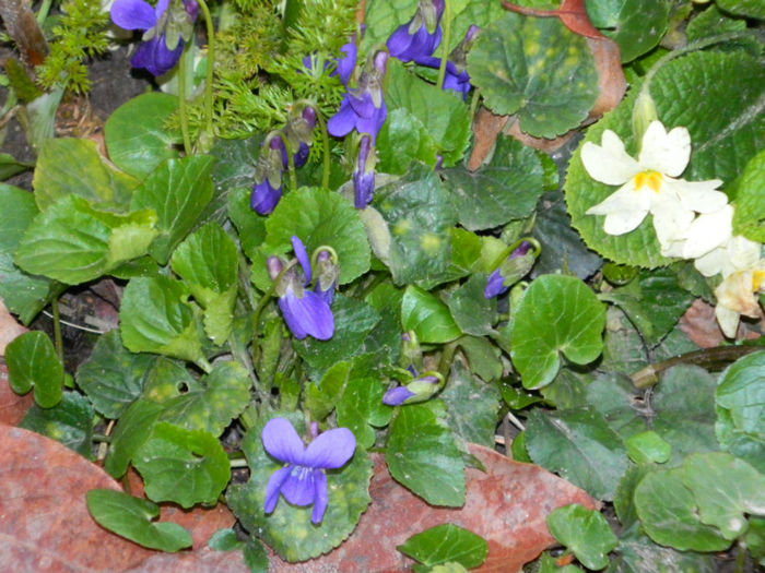 DSCN5734