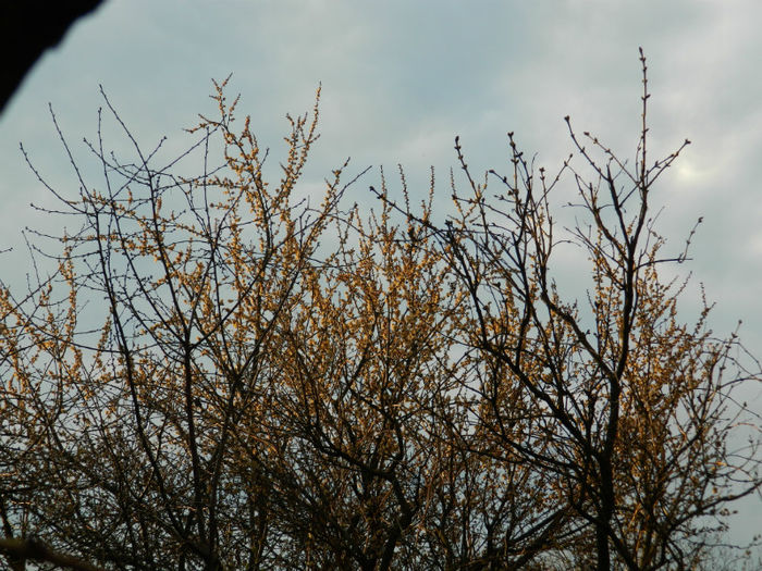 DSCN5737
