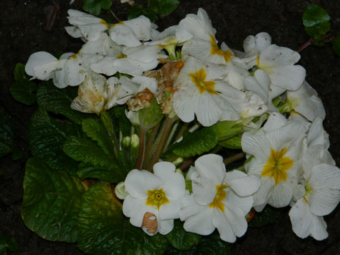 DSCN5747