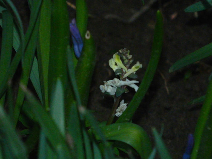 DSCN5753