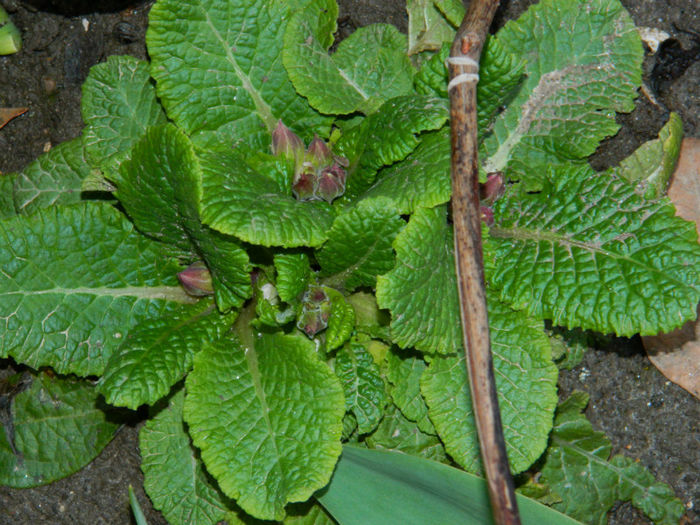 DSCN5763