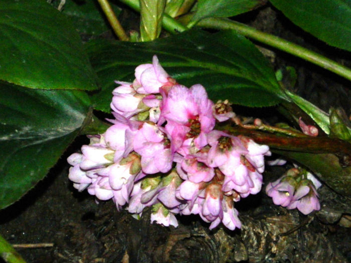 DSCN5653