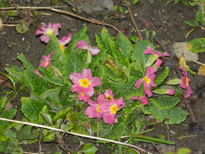 DSCN5654