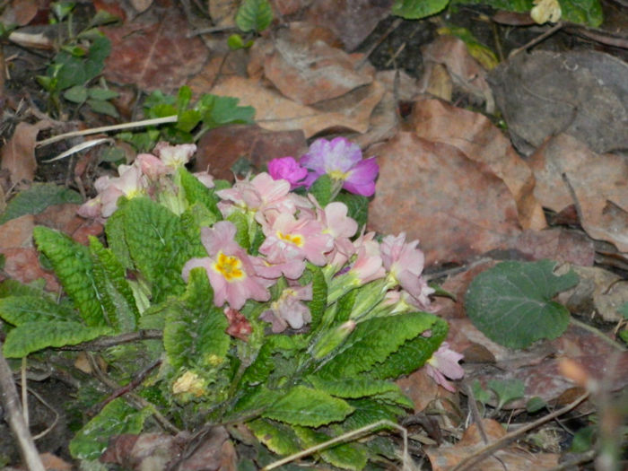 DSCN5657
