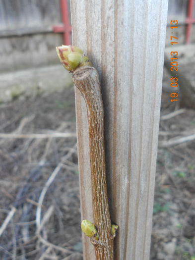 Liliac, multumesc mateianisoara!