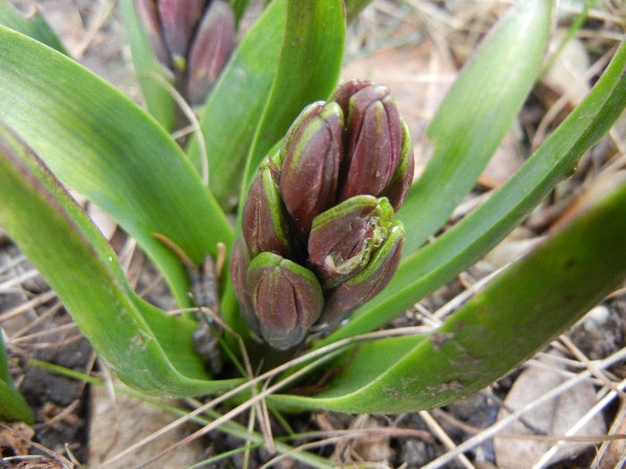 Hyacinth Amethyst (2013, March 19)