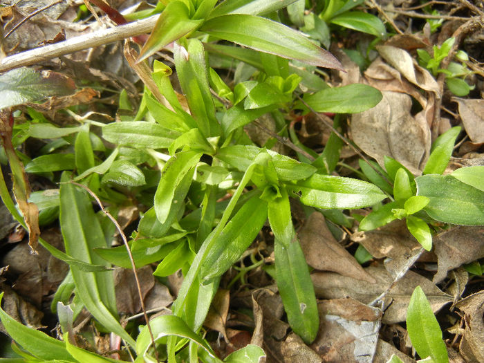 Dianthus_Garofite (2013, March 16) Dianthus_Garofite (2013, March 16)