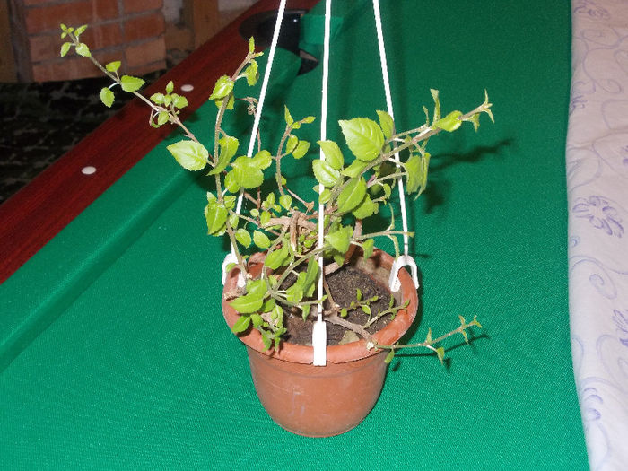 DSCN7348_2826 - Florile mele