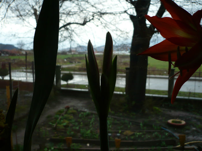 P1020842; Sunt firavi ,dar ii iubesc
