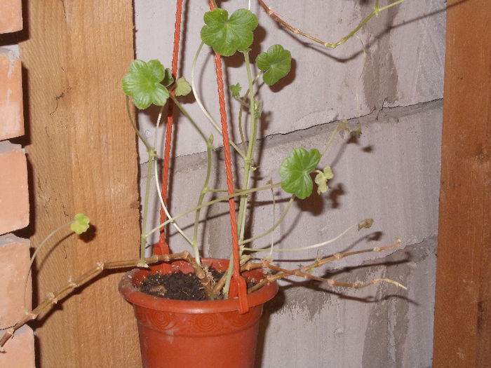 DSCN7351_2829 - Florile mele