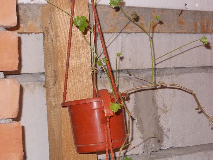 DSCN7352_2830 - Florile mele