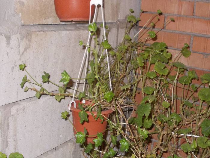 DSCN7355_2833 - Florile mele