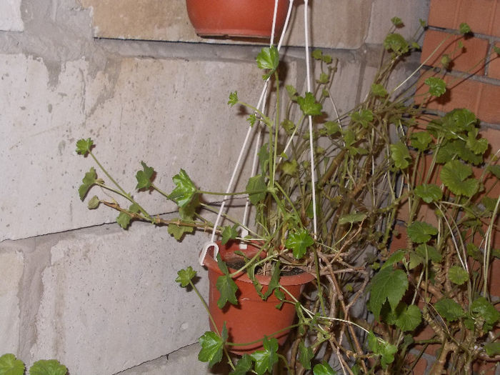 DSCN7356_2834 - Florile mele