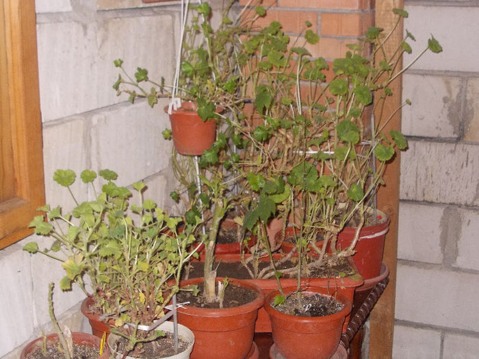 DSCN7364_2842 - Florile mele