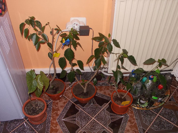 DSCN7431_2909 - Florile mele