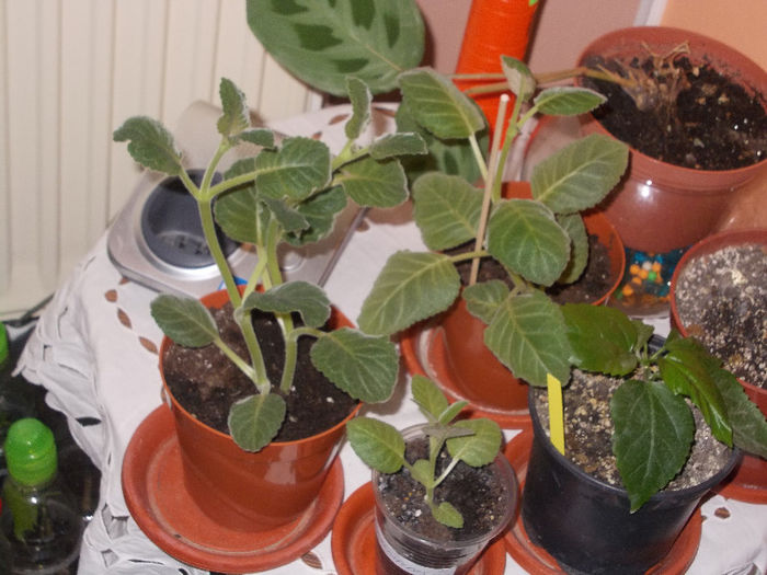 DSCN7432_2910 - Florile mele