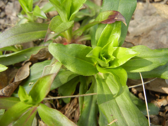 Dianthus_Garofite (2013, March 16) Dianthus_Garofite (2013, March 16)