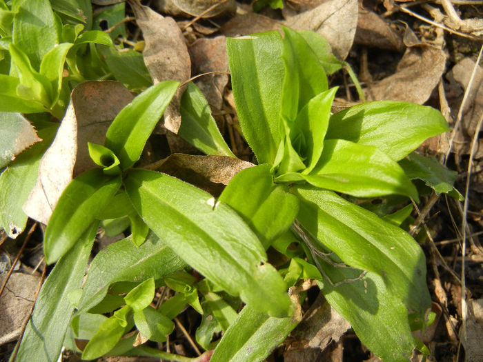 Dianthus_Garofite (2013, March 16) Dianthus_Garofite (2013, March 16)