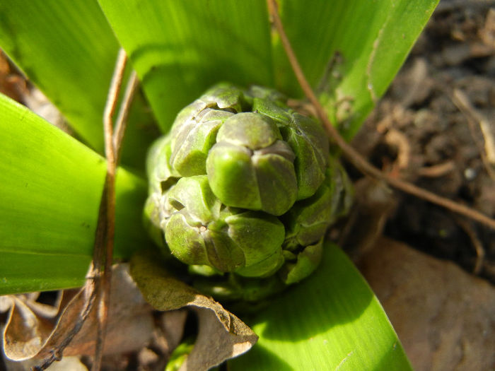 Hyacinthus orientalis (2013, March 16) Hyacinthus orientalis (2013, March 16)