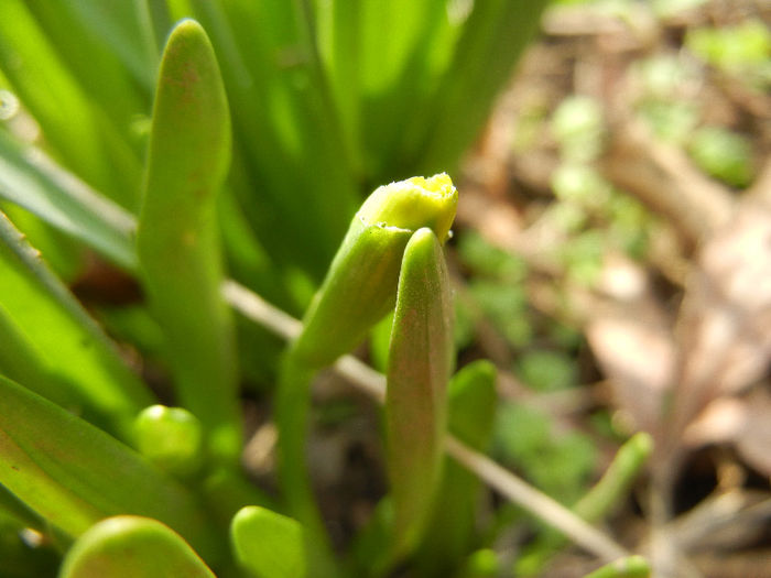 Daffodils_Narcise (2013, March 16) Daffodils_Narcise (2013, March 16)
