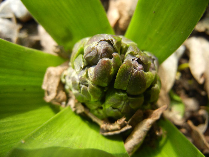 Hyacinthus orientalis (2013, March 16) Hyacinthus orientalis (2013, March 16)