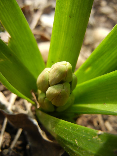 Hyacinthus orientalis (2013, March 16) Hyacinthus orientalis (2013, March 16)