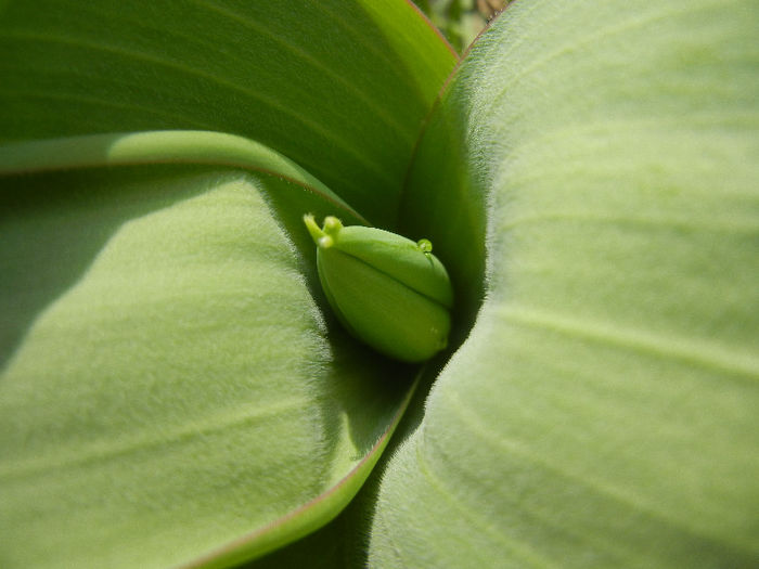 Tulip Bud_Lalea (2013, March 16) Tulip Bud_Lalea (2013, March 16)