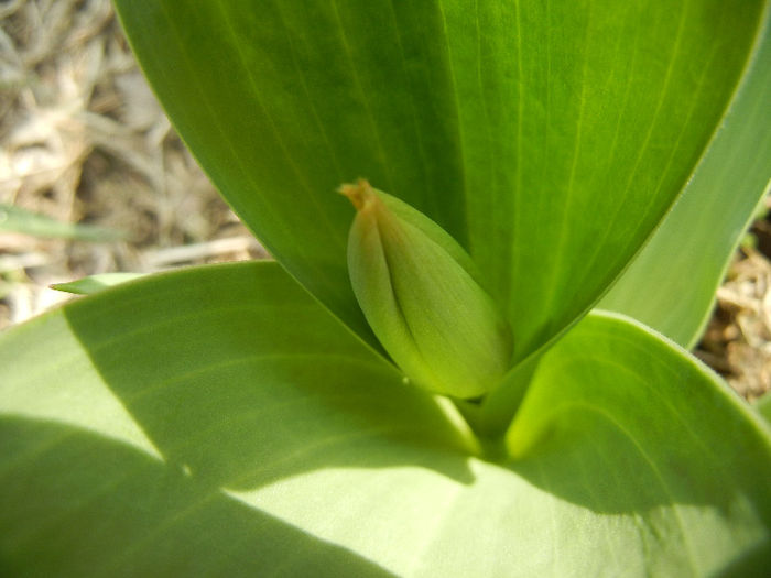 Tulip Bud_Lalea (2013, March 16) Tulip Bud_Lalea (2013, March 16)