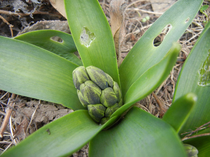 Hyacinthus orientalis (2013, March 18) Hyacinthus orientalis (2013, March 18)