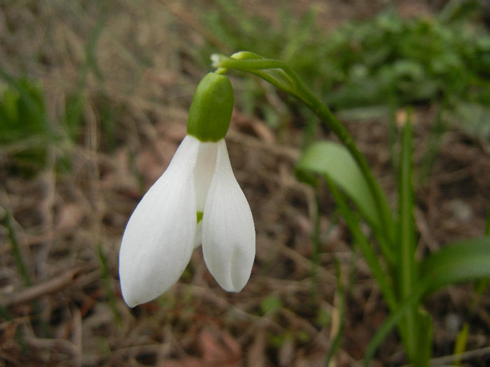 Snowdrop (2013, March 18) - GHIOCEI_Galanthus nivalis
