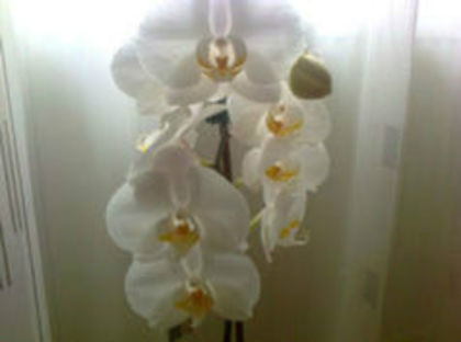 orhidee - 2013 FLORI INTERIOR
