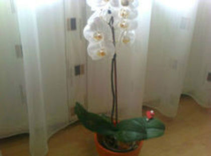 orhidee