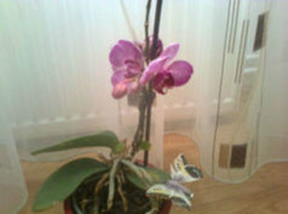 orhidee cu 3 tije florale