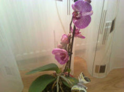 orhidee