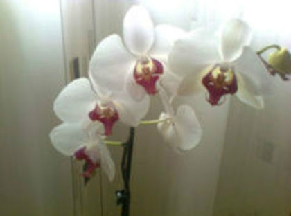 orhidee