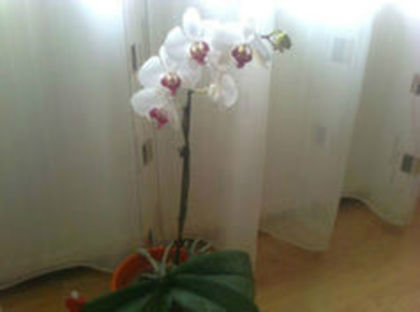 orhidee