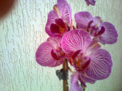 orhidee