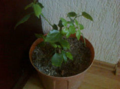 hibi galben cu floare dubla