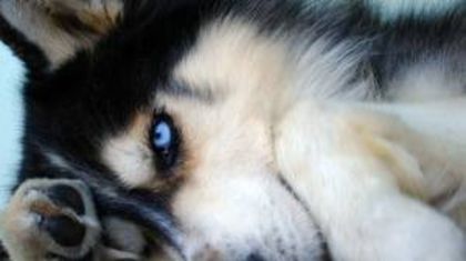 images (2) - husky