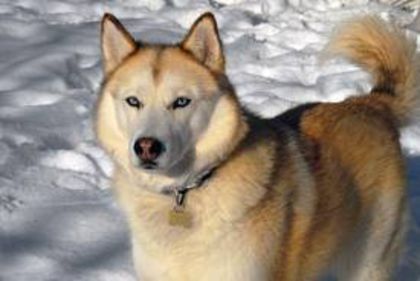 images (4) - husky