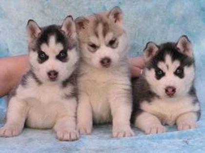 images (5) - husky