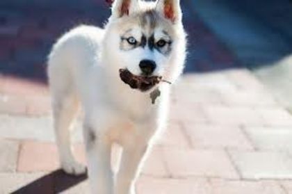 images (7) - husky