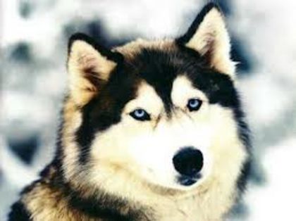 images - husky