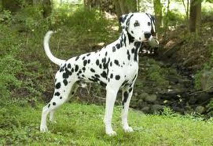 dalmatian - ALEGE 20 intra urgent