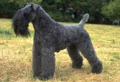 kerry blue terrier