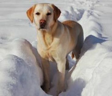 labrador retriever