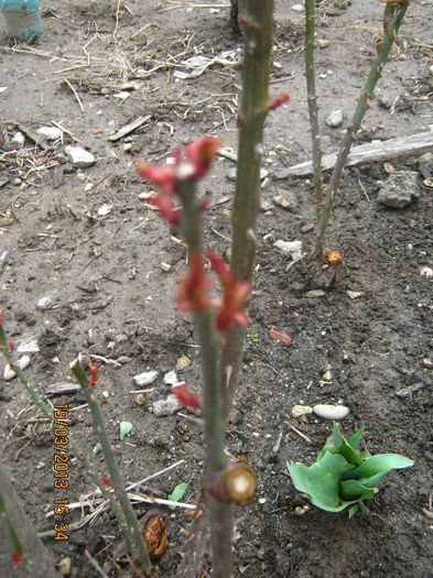 IMG_1197 - Vine vine primavara